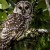 Feds advance plan to kill 3,603 barred owls in Pacific Northwes