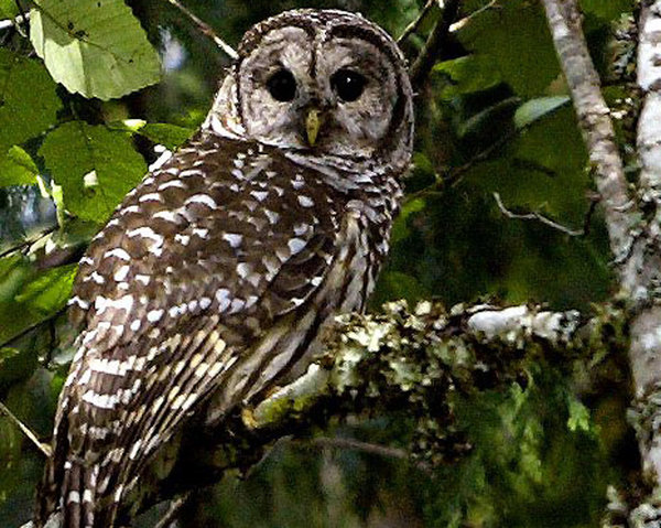 A barred owl is seen near Index, Wash. The federal government is considering killing some of the owls in the Pacific Northwest to aid the smaller northern spotted owl in the area. (Barton Glasser / Associated Press)