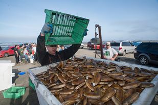 Quinault Pride Seafood employees collect and weigh razor clams from tribal members during a commercial razor clam dig near Ocean CityD. Preston