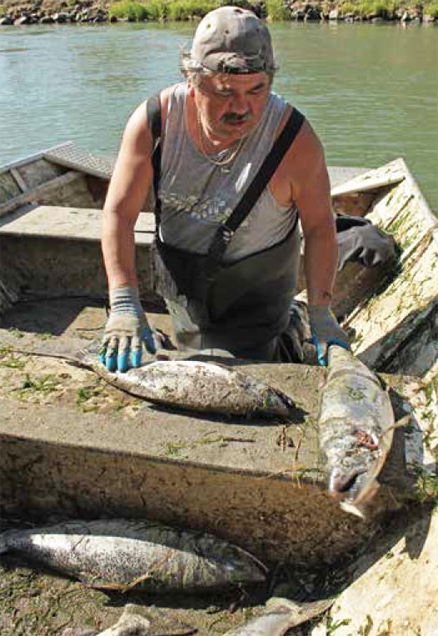 E. O’ConnellBenji Kautz, Nisqually Tribe, unloads chinook during the tribe’s fishery last fall.
