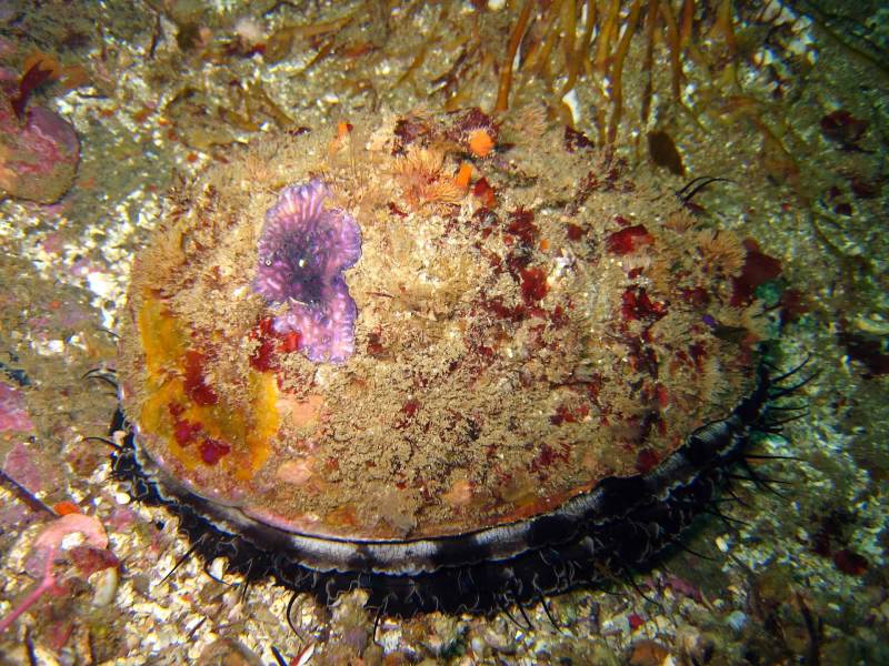 Photo of red abalone at Santa Cruz Island courtesy of California Department of Fish and Wildlife (CDFW).