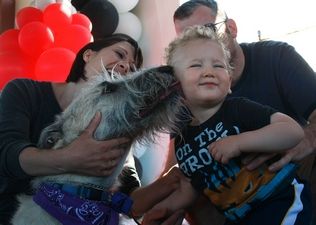 Sarah Weiser / Herald file photo, 2011 Jaden Curtis, then 1, of Snohomish, reacts as Francy, an Irish wolfhound, licks him during the Best Kisser Contest at Poochapalooza at Strawberry Fields Athletic Park in Marysville in July of 2011.