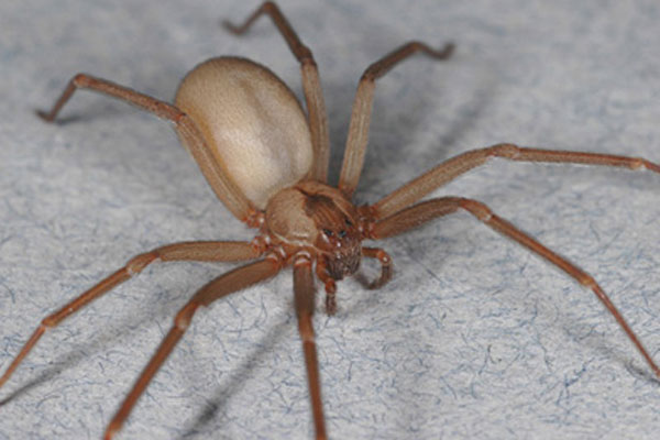 Venomous brown recluses exist within a smaller range than many realize, and their existence may be threatened by climate change.CREDIT: Rick Vetter