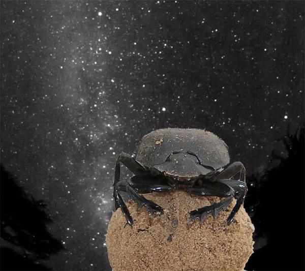  Dung beetles, which navigate their poop balls via starlight, must be onto something.