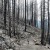 The Southwest’s forests may never recover from megafires