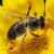 Common agricultural chemicals shown to impair honey bees’ health