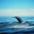 Military Sonar Can Alter Blue Whale Behavior