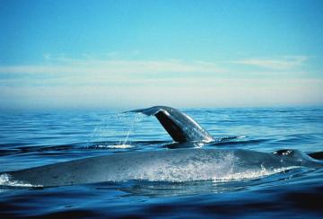 Blue whales. Image-NOAA