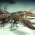 Claws and effect: Climate change turns lobsters into cannibals