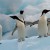 Good news for penguins: World’s largest marine reserve could be established around Antarctica