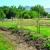 Big Pine Tribe launches farmers market, demo garden