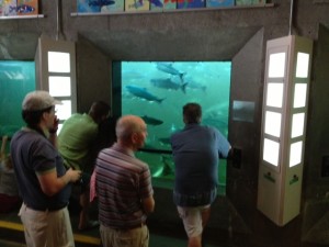 People flock to see returning sockeye at The Ballard Locks fish viewing window