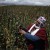 Quinoa Fever: Superfood’s Soaring Popularity is Killing South American Growers