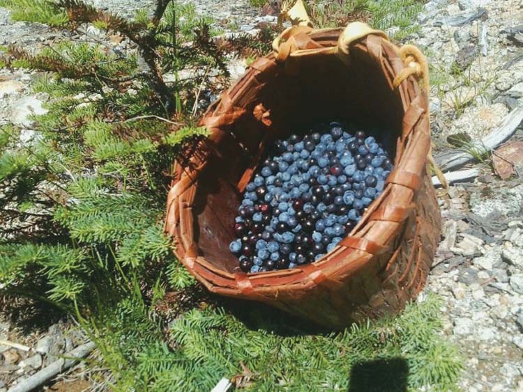 Traditional berry picking basket filled with black huckleberries and mountain blueberries.Photo/Ross Fenton