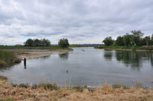 The collaboration between tribal, local, county, state, and federal agencies will restore the natural water flow in the 400 acre estuary. Photo By Monica Brown