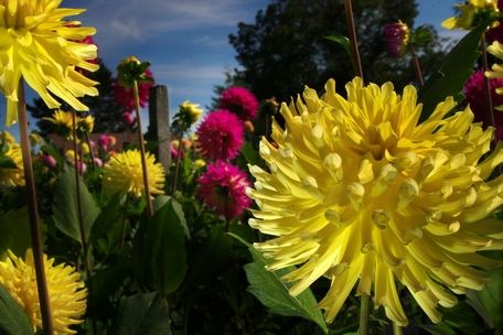 Sean Ryan / The HeraldBernie Wilson of Snohomish won the Stanley Johnson Medal, a national award, for his dahlia called Lakeview Glow.