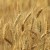 WSU study finds no more genetically modified wheat