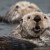 Sea otters, who already had us at hello, will now help clean up the ocean