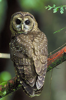 Northern Spotted OwlPhoto source: Wikipedia
