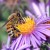 Marla Spivak: Why bees are disappearing