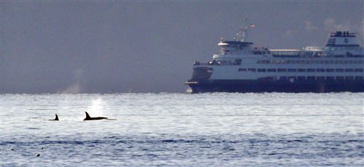 Credit Elaine Thompson / AP PhotoA pair of orca whales swim in view of a state ferry crossing from Bainbridge Island toward Seattle in the Puget Sound Tuesday, Oct. 29, 2013, as seen some miles away from Seattle.