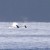 Puget Sound orcas circle ferry carrying artifacts