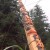 Historic Haida Gwaii totem raising celebrates protection from logging