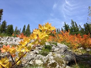 Jessi Loerch / The HeraldFalls colors are lovely on the Pratt Lake trail right now.