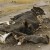 Deadly Combo: 91 Elephants Slaughtered by Poachers Using Cyanide From Illegal Gold Mines