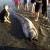 Oarfish Redux: Another Dead Sea Serpent Washes Ashore, Creeping Out Californians