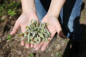 The curly tips of the fiddlehead fern can be found in early spring before they open to reveal a full taste akin to asparagus. U.S. Forest Service photo. - 