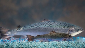 AquaBounty fish are genetically modified to grow twice as quickly as regular salmon.