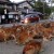 Dozens of Bambis Stage Sit-in on Road in Japan’s Nara Park