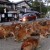Dozens of Bambis Stage Sit-in on Road in Japan’s Nara Park