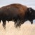 Happy First National Bison Day, a Rare Bipartisan Achievement