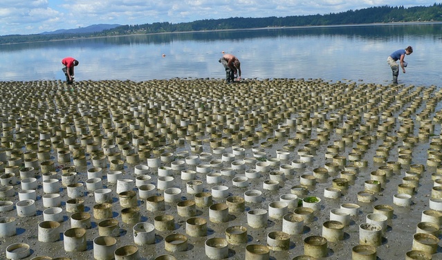 A geoduck farm near Puget Sound's Totten Inlet between Shelton and OlympiaCourtesy of KOUW news