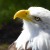 Feds will let wind farms kill eagles for 30 years