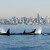 Group: Protect Orcas In West Coast Waters