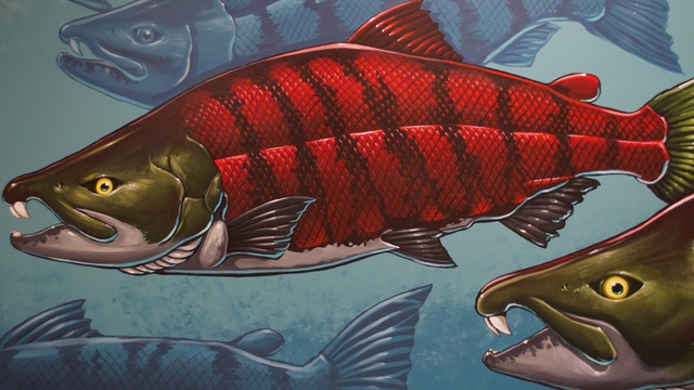  A sabertooth salmon, as depicted by artist Ray Troll. The mural is part of the UO Museum of Natural and Cultural History. credit: University of Oregon.A sabertooth salmon, as depicted by artist Ray Troll. The mural is part of the UO Museum of Natural and Cultural History. | credit: University of Oregon. 