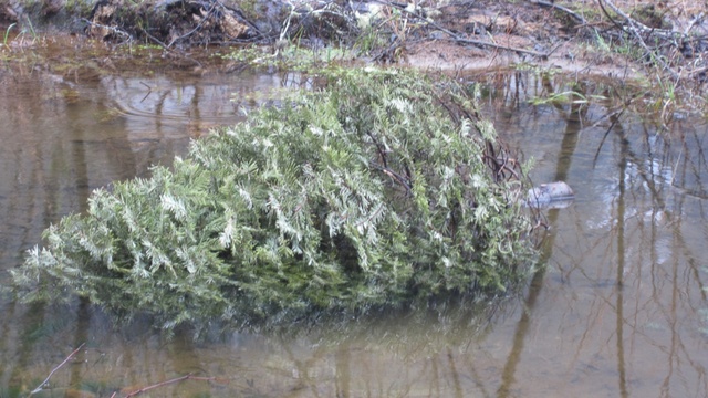 When submerged in a coastal stream, an old Christmas tree offers young salmon protection from predators and new potential food sources. | credit: Courtesy of Tualatin Valley Trout Unlimited