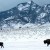 17 more bison shipped to slaughter