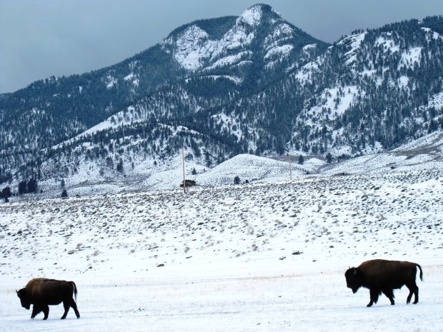 BRETT FRENCH/Gazette Staff Bison wander back toward Yellowstone National Park from outside the park’s northern border in the Gardiner Basin recently. The park continues to ship bison to slaughter to reduce the number of animals in the park.