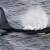 Tracking Data Shows Endangered Orca Cruised Salish Sea