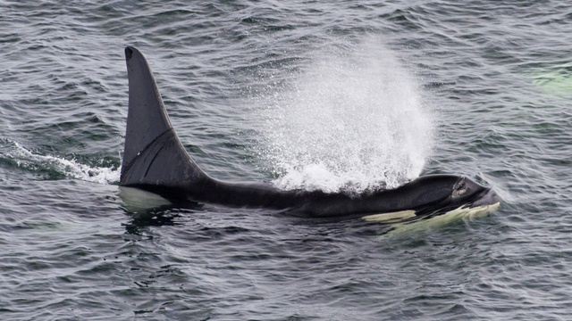 NOAA data from a satellite-linked tag shows the orca, known as L87, spent the past several weeks cruising throughout the Salish Sea and out to the Washington coast. | credit: Miles Ritter via Flickr | rollover image for more