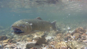 A chinook salmon photographed in the Snake River in 2013. That year's run set records, but 2014 returns are on track to outnumber last year's in the Columbia and Snake rivers. | credit: Aaron Kunz | rollover image for more