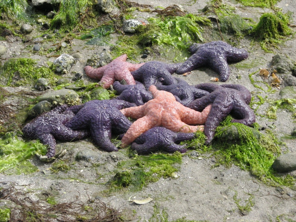 D. Gordon E. Robertson / WikipediaOchre sea stars have been dying off, and biologists are unsure why.