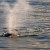 Gray whales are arriving and you see them on trips from Everett