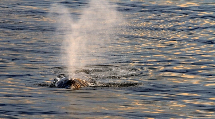 Gray whales have two blow holes atop their heads.