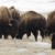 Yellowstone bison slaughter begins