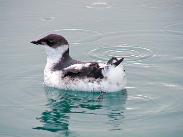 The marbled murrelet, a federally protected seabird that nests in the coastal forests of Washington, Oregon and Northern California. | credit: U.S. Fish and Wildlife Service